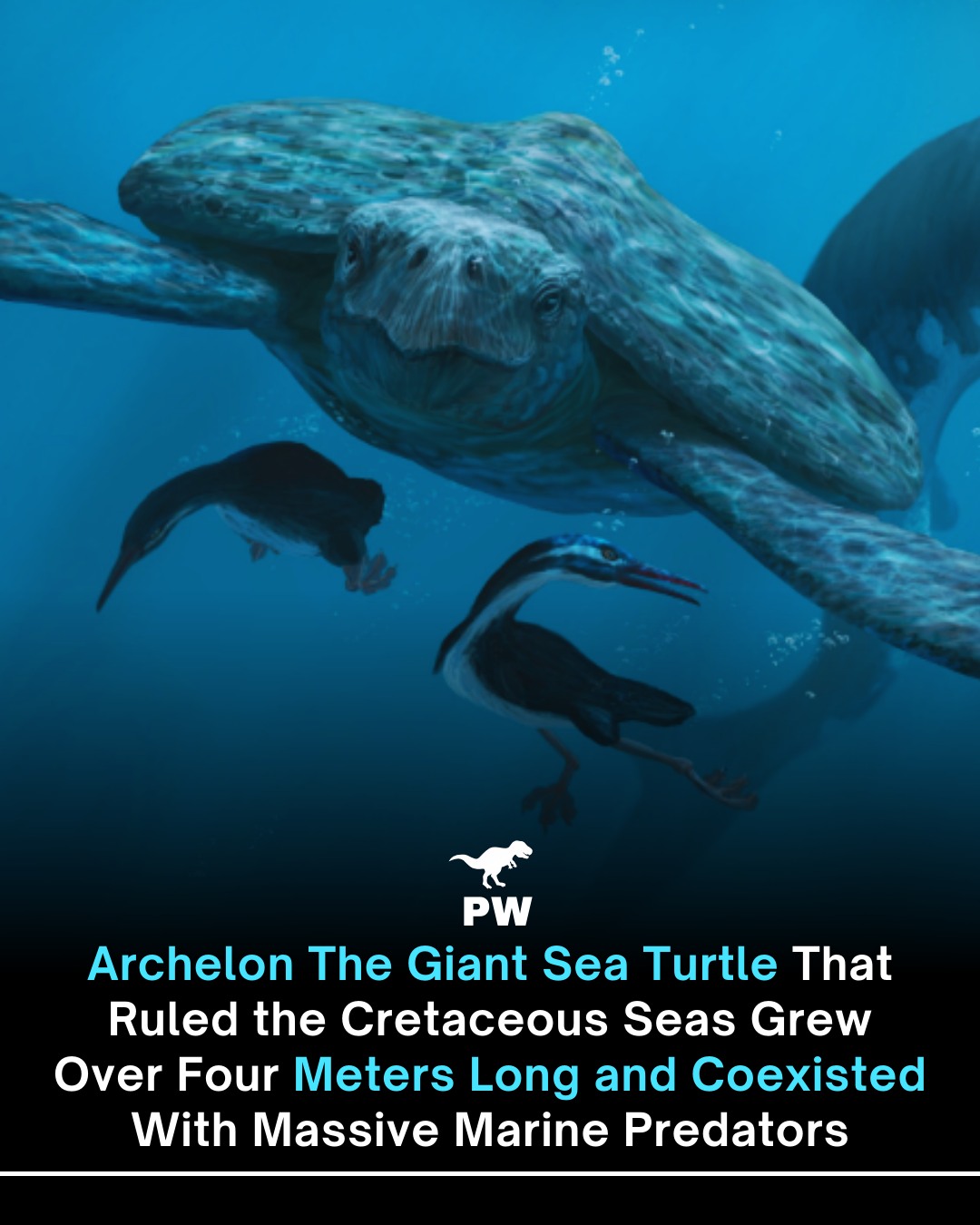 The Prehistoric - Did you know that the largest sea turtle to ever ...