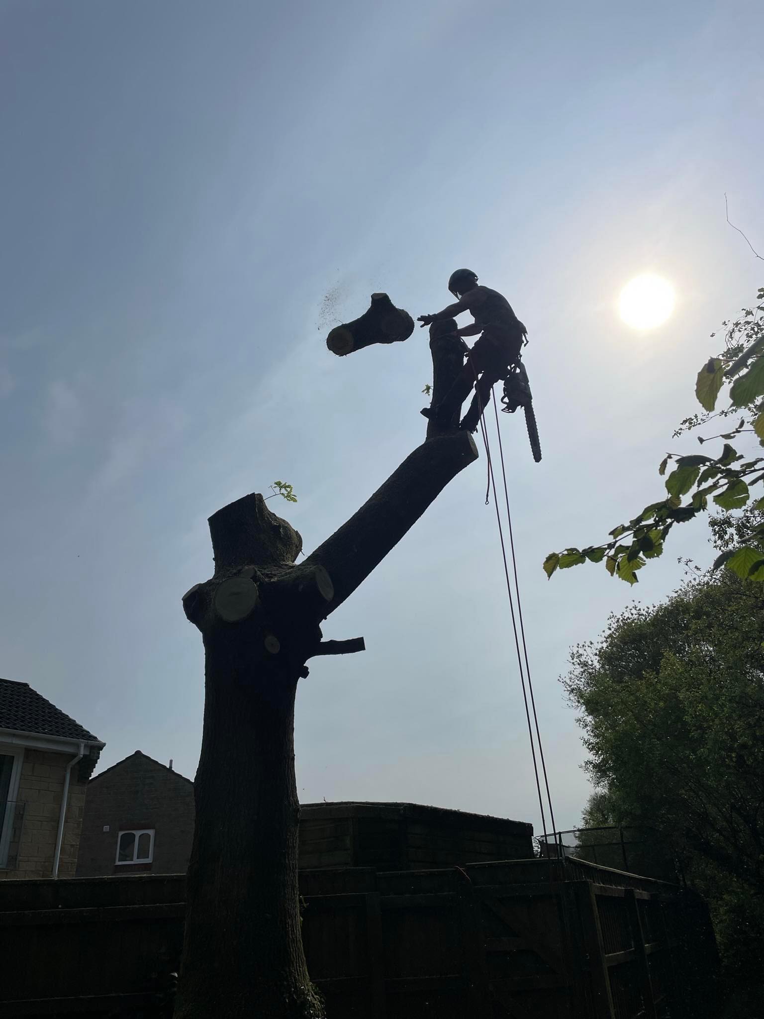 First cut trees | Torquay
