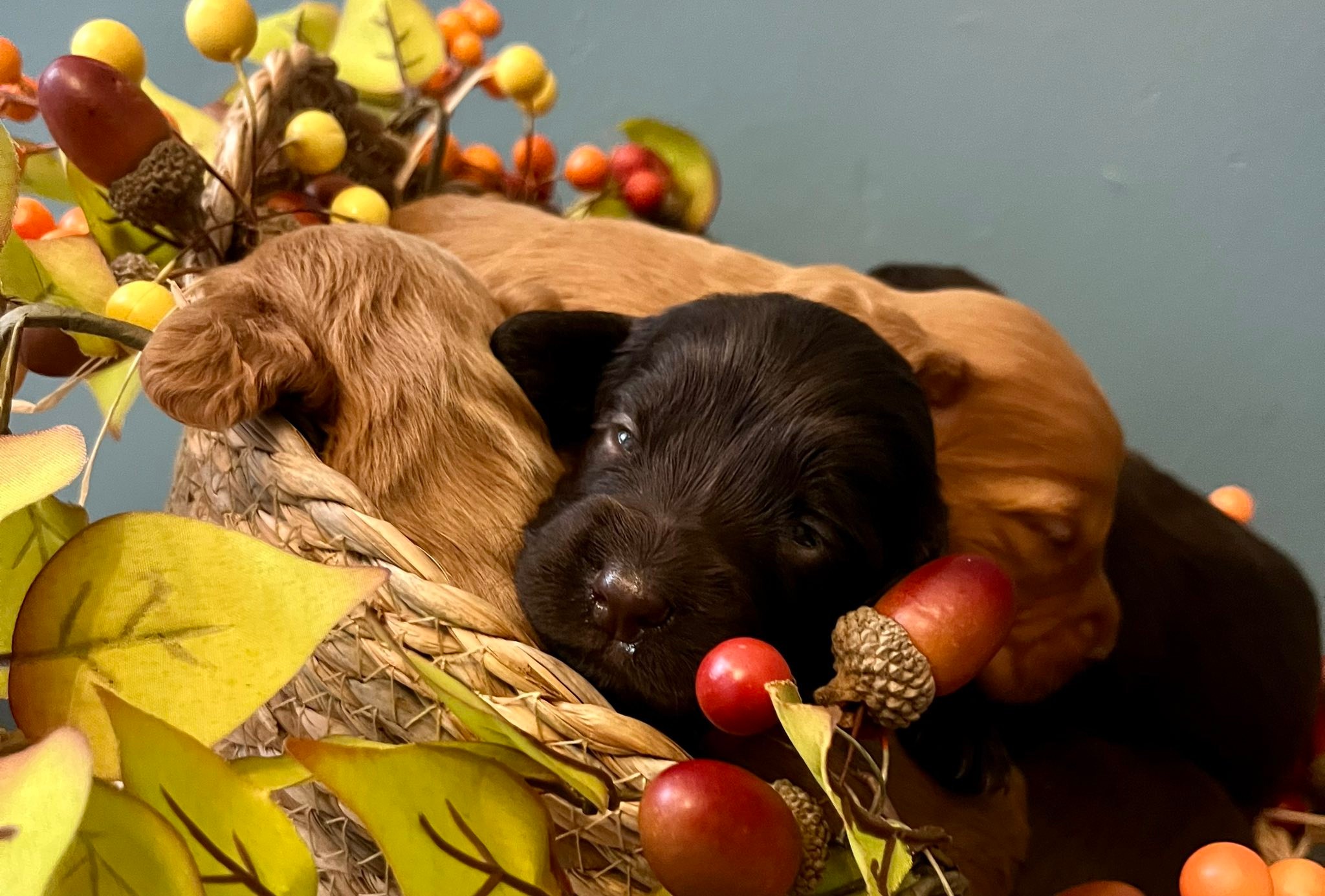 Second Chance Spaniel... - Second Chance Spaniel Rescue