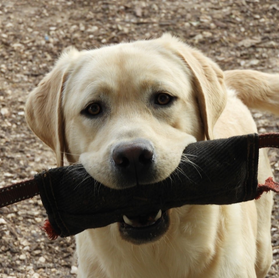 💛 Ces regards nous font fondre...☺️ #labrador #larchedelanoue #chiot # ...