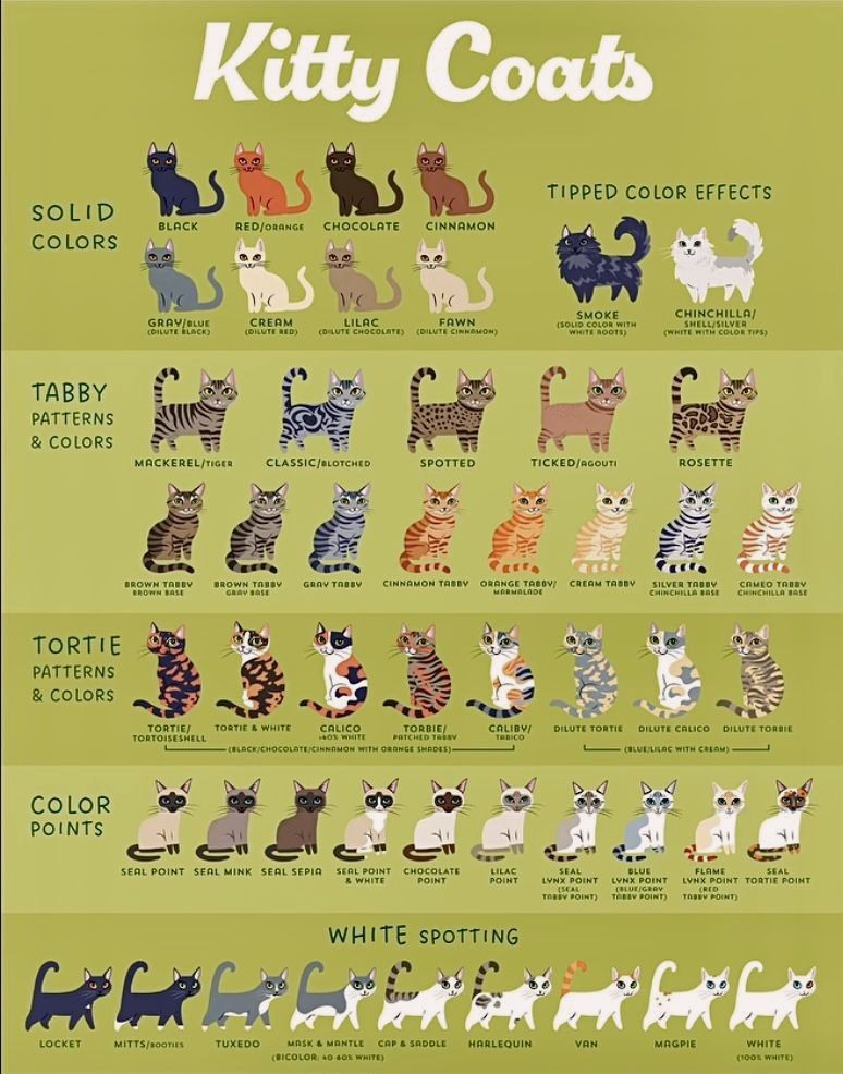 World - 🐾 Ever wondered what makes your cat’s coat so unique? From bold ...