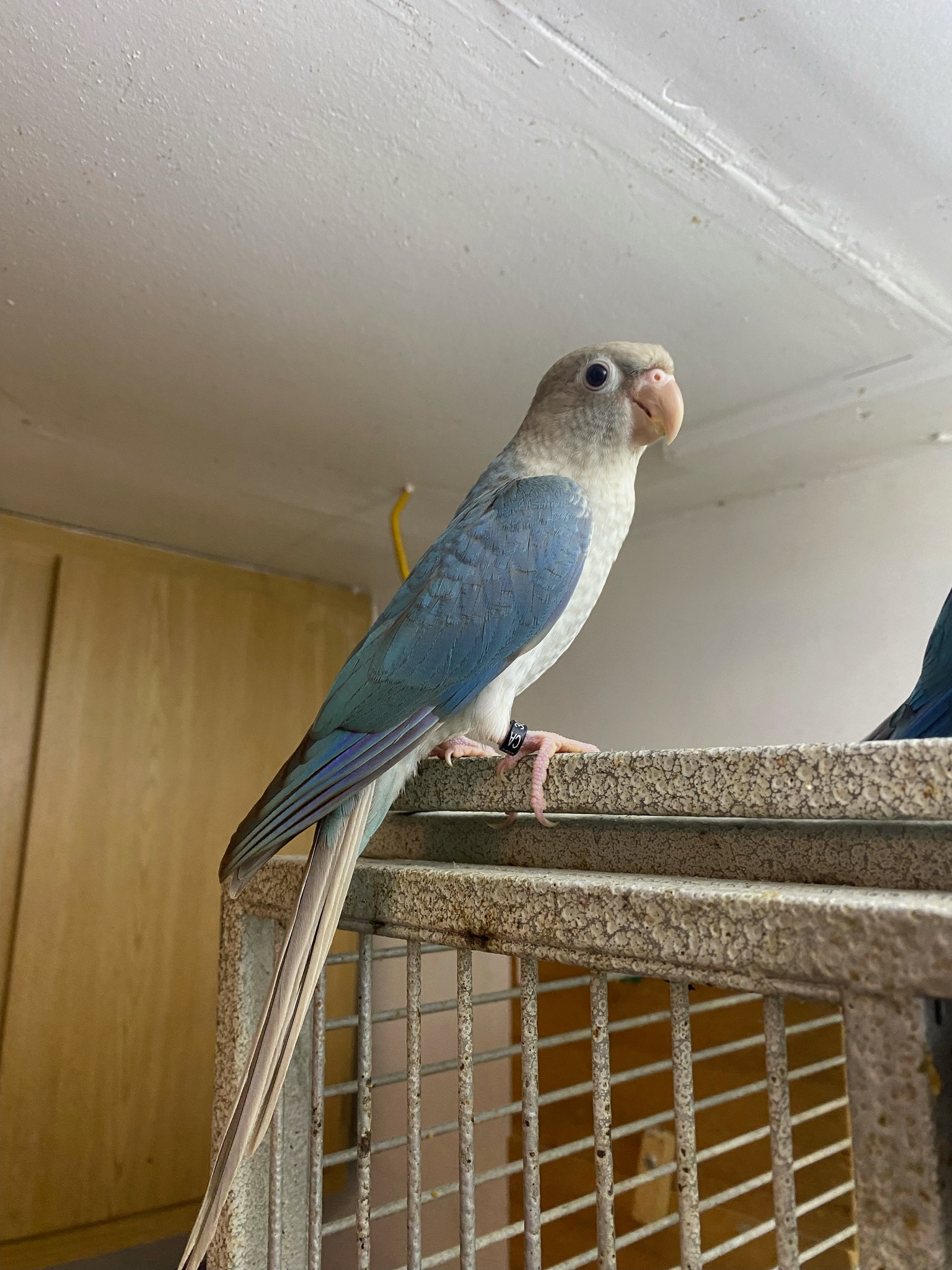 Shadow Ranch Aviary | Sunland-Tujunga CA