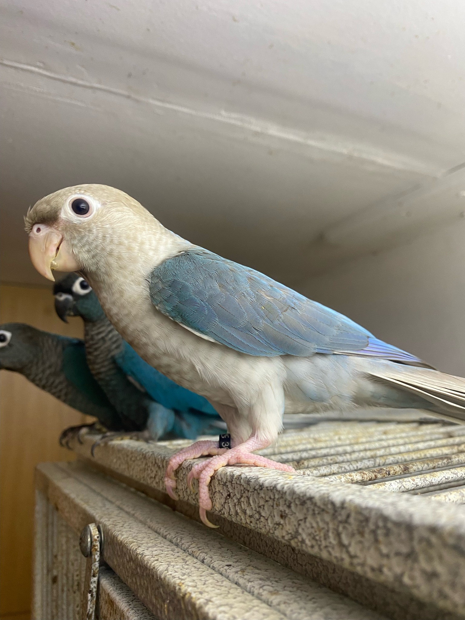 Shadow Ranch Aviary | Sunland-Tujunga CA