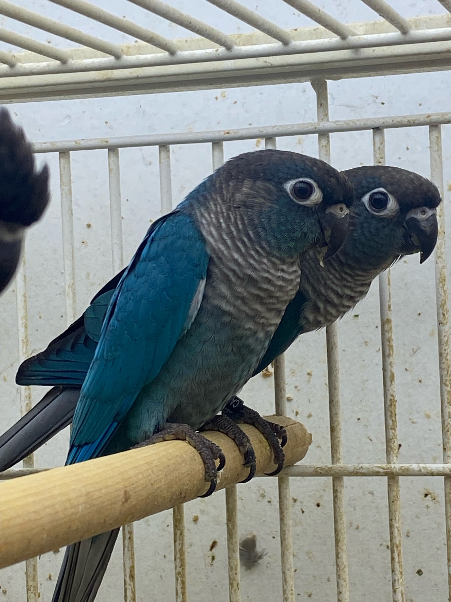 Shadow Ranch Aviary | Sunland-Tujunga CA