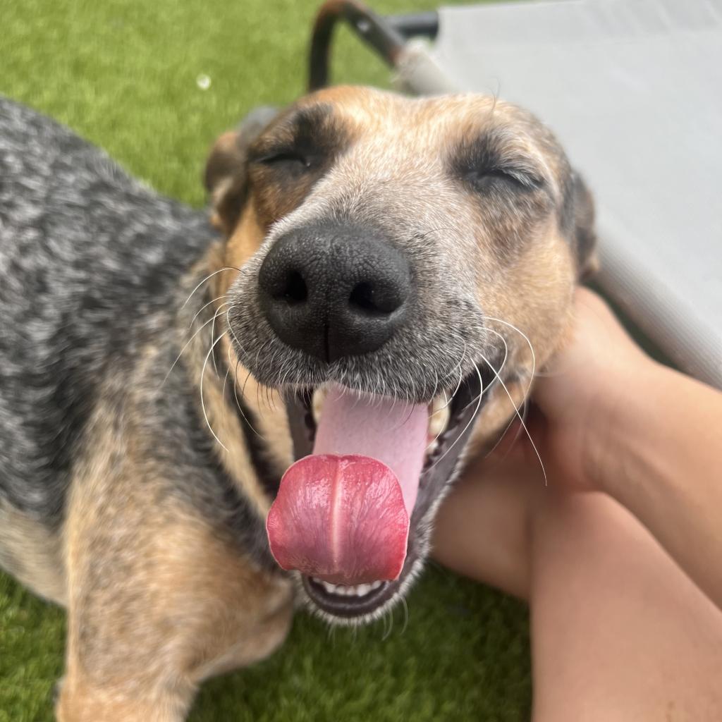 Meet Daisy and her six adorable... - Big Dog Ranch Rescue