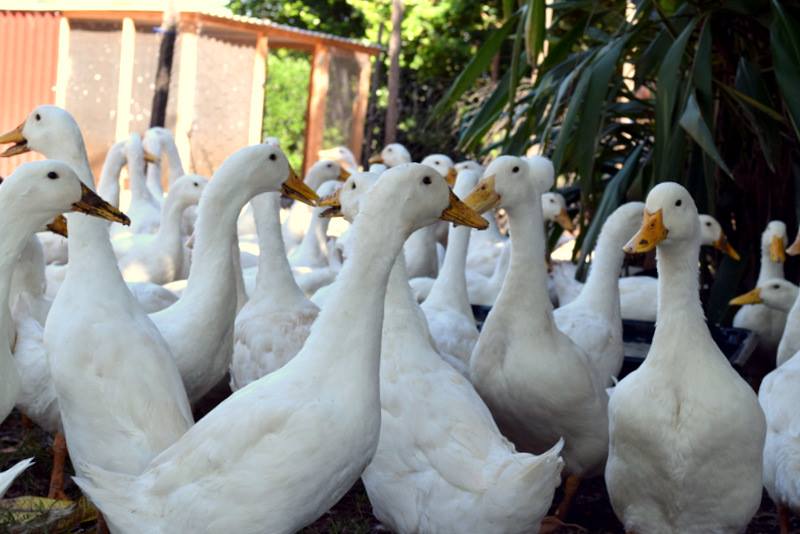 Northern Rivers Poultry
