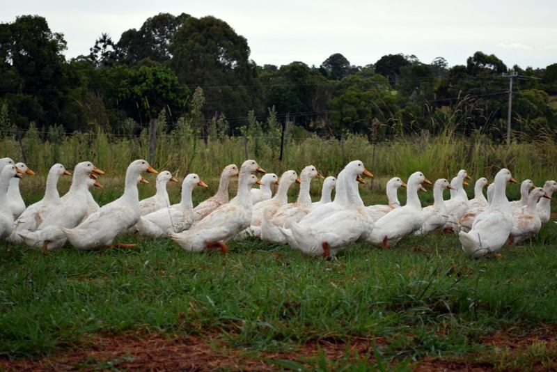 Northern Rivers Poultry