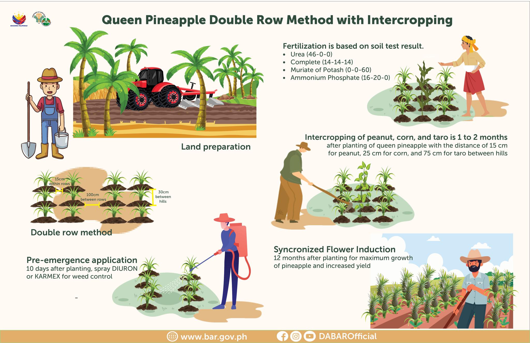 DA - Bureau of Agricultural Research - Learn about queen pineapple in ...