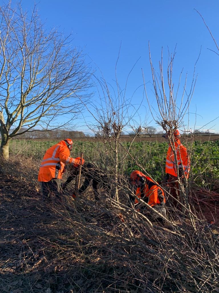 Mike Dudding Hedge laying