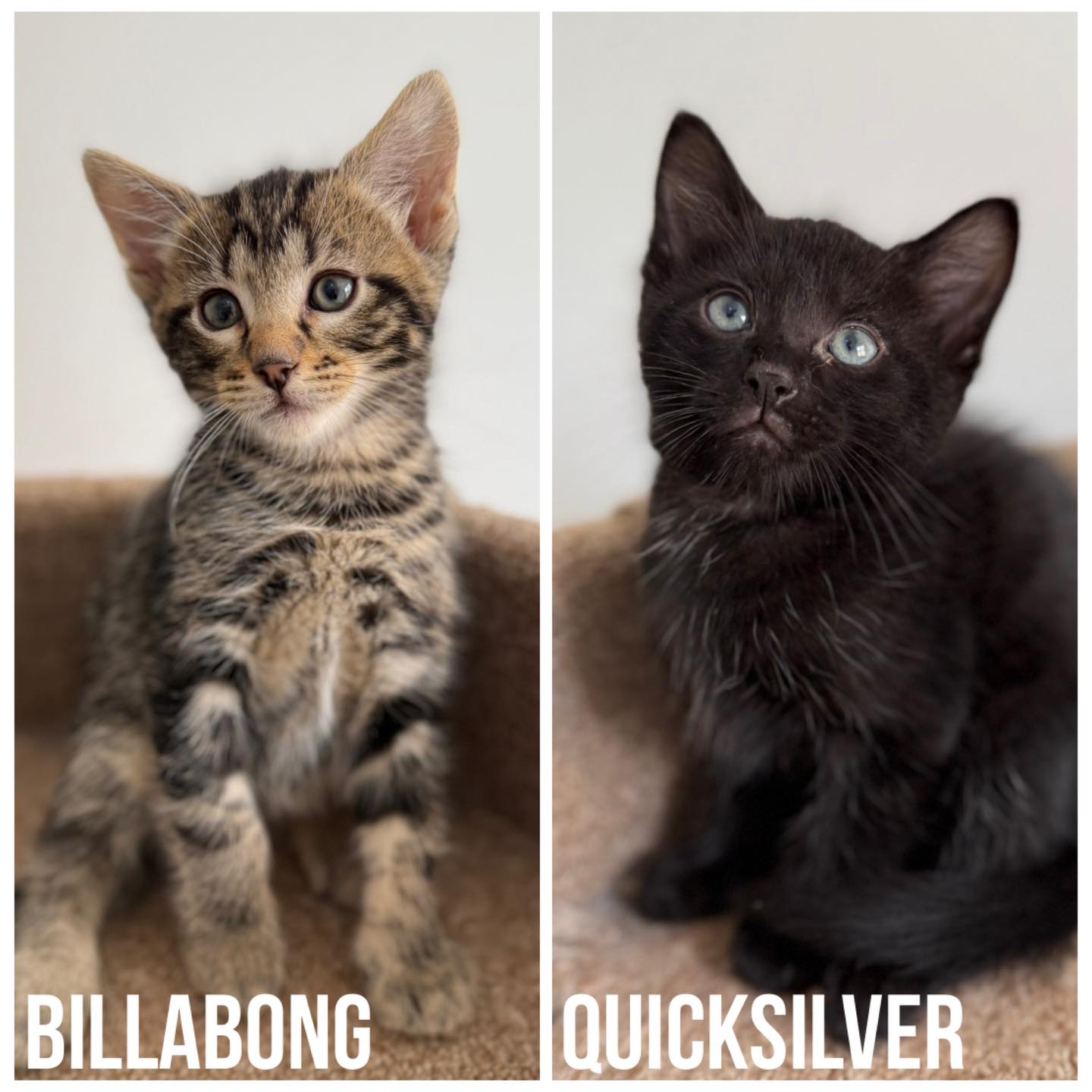 ️🌊 MEET BILLABONG & QUICKSILVER 🌊 ️... - Perth Rescue Angels | Facebook
