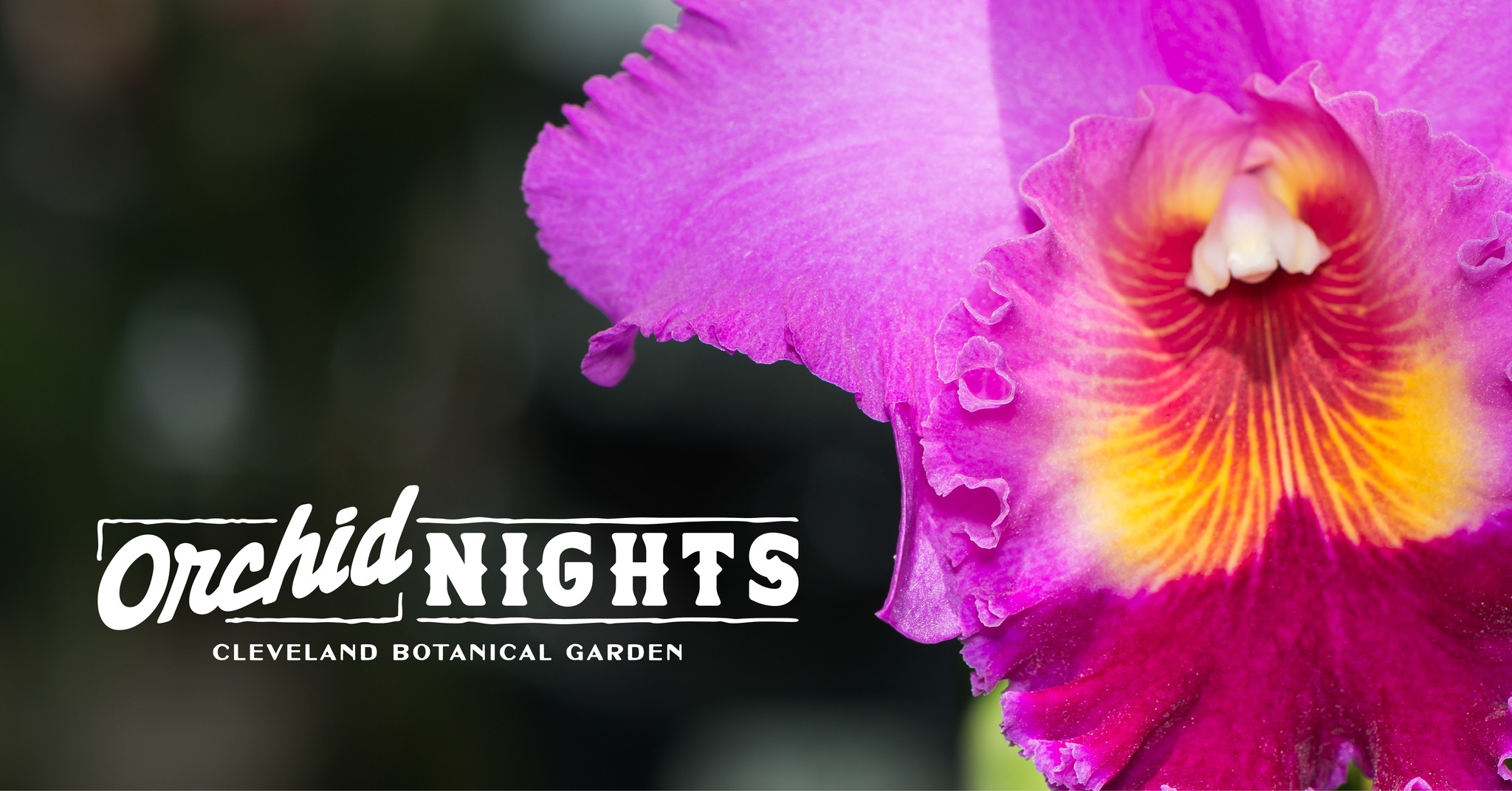 Orchid Nights at Orchid Rodeo