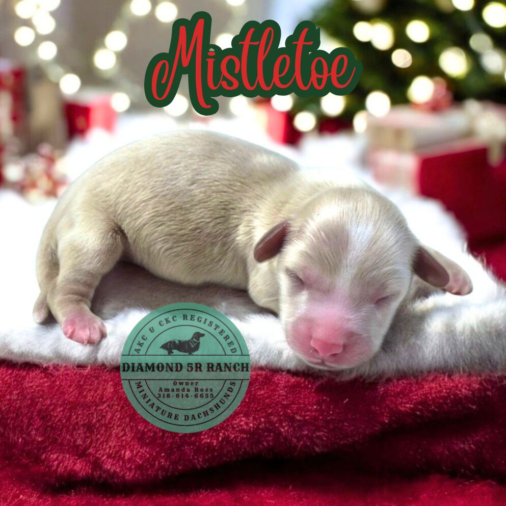 😁 Exciting news!... - Diamond 5R Ranch Miniature Dachshunds | Facebook