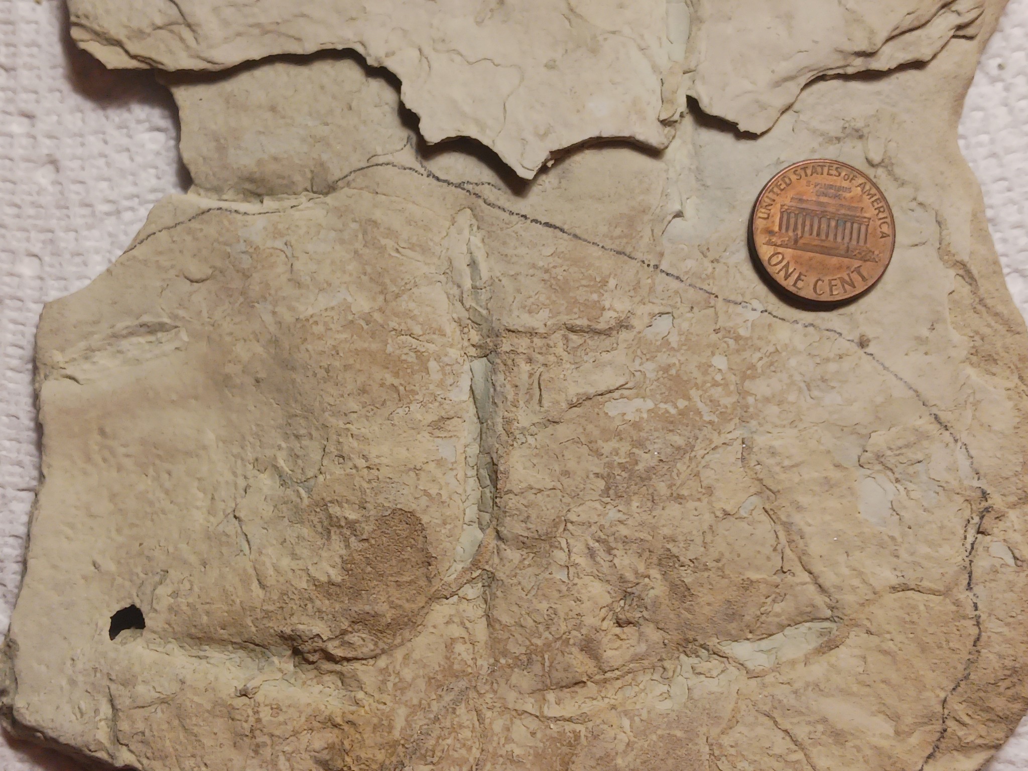 Footprints were likely made by a group of adult males and tracks