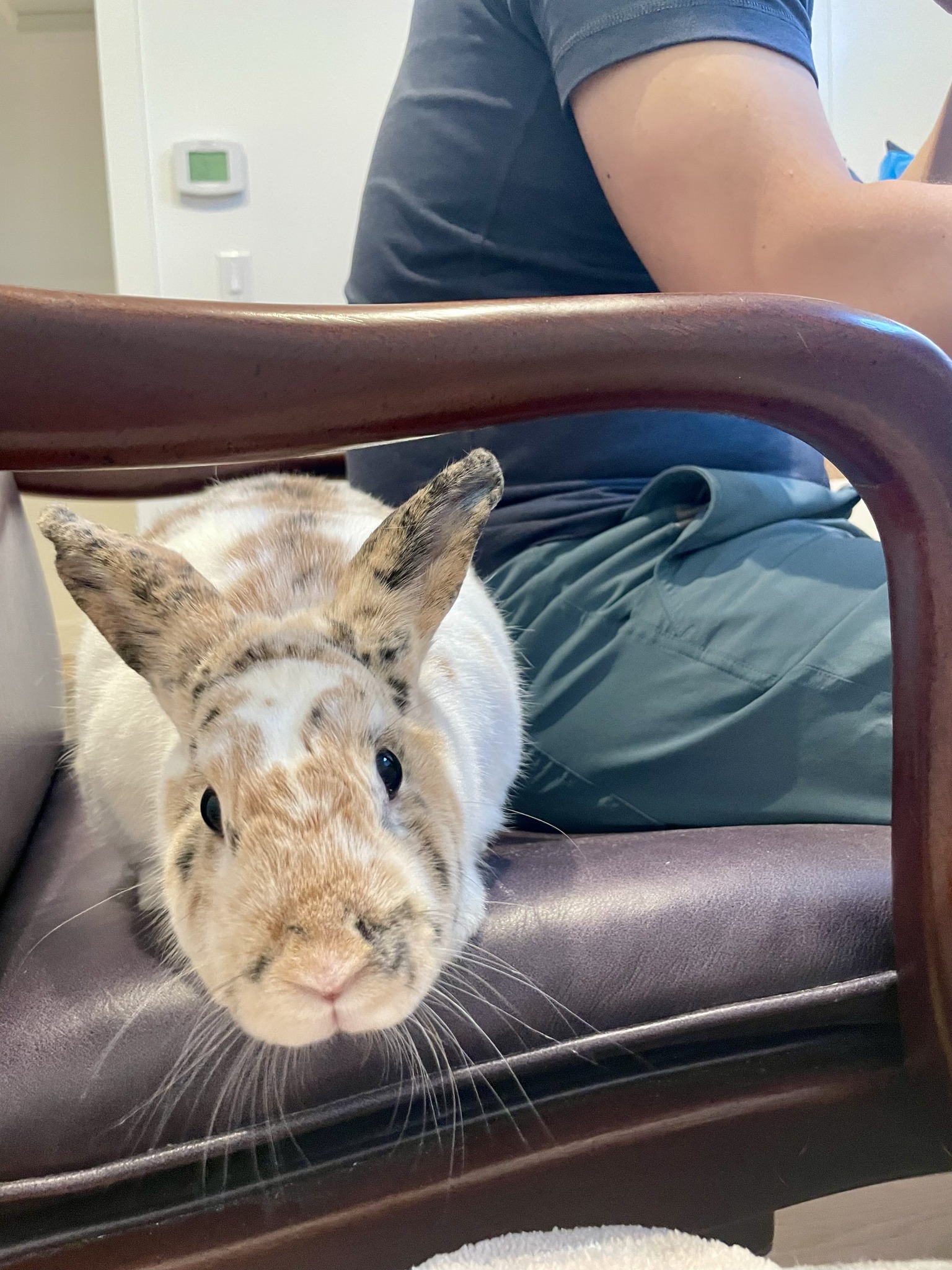 Cotton Tails Rabbit Rescue, Inc. | New City NY