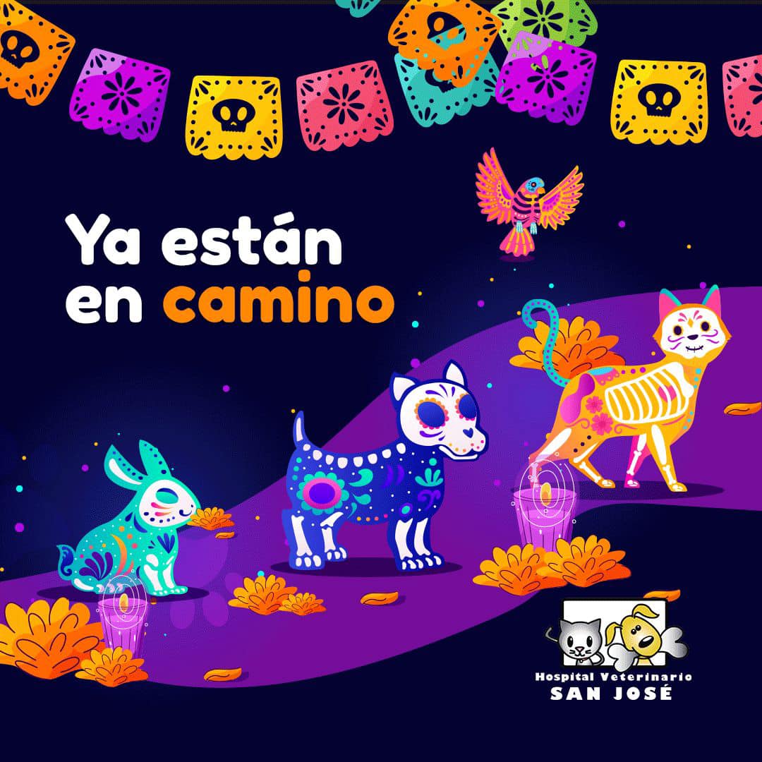 Veterinaria San Jose - Terrier Escocés Este temperamental Terrier es ...