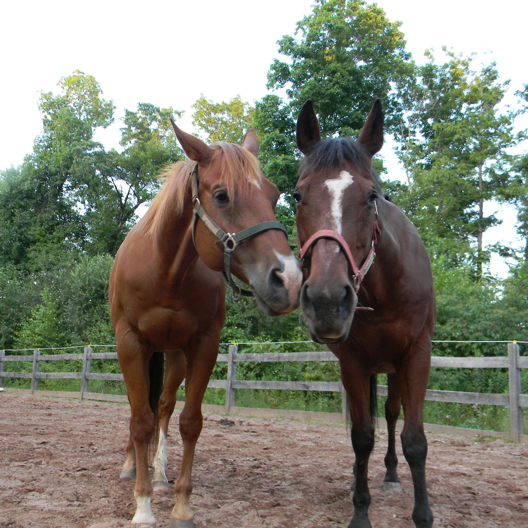 Equine Sports Massage by Lisa Roddy | South Windsor CT