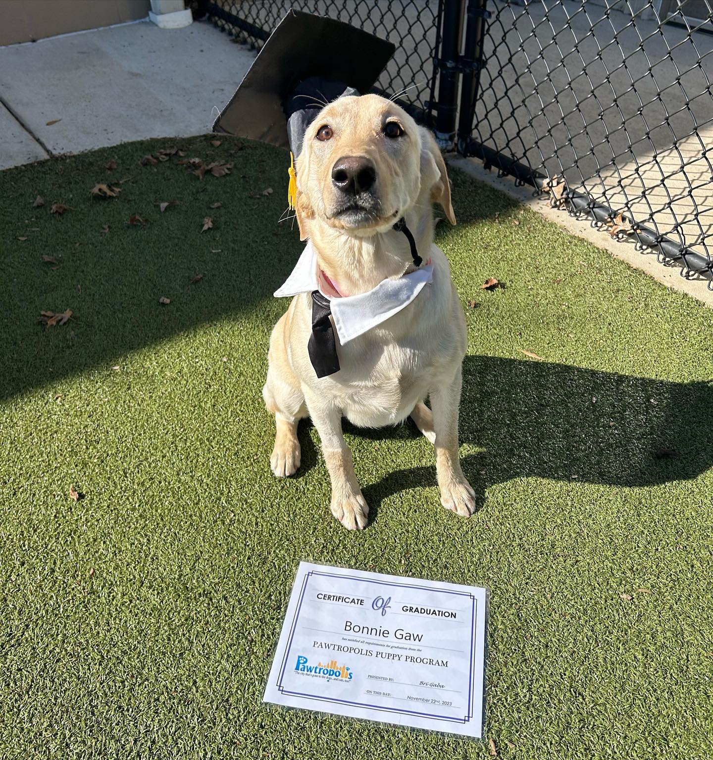 Congratulations to our... - Pawtropolis & Helping Paws Rescue | Facebook