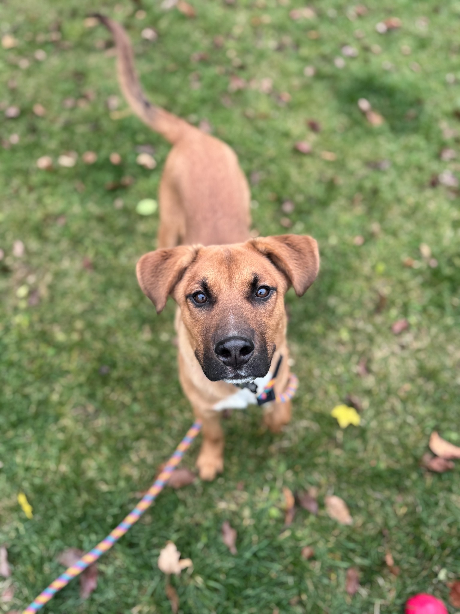 Chance's Rescue - 💙 𝗡𝗢𝗪 𝗔𝗖𝗖𝗘𝗣𝗧𝗜𝗡𝗚 𝗔𝗣𝗣𝗟𝗜𝗖𝗔𝗧𝗜𝗢𝗡𝗦 💙 Rusty... | Facebook