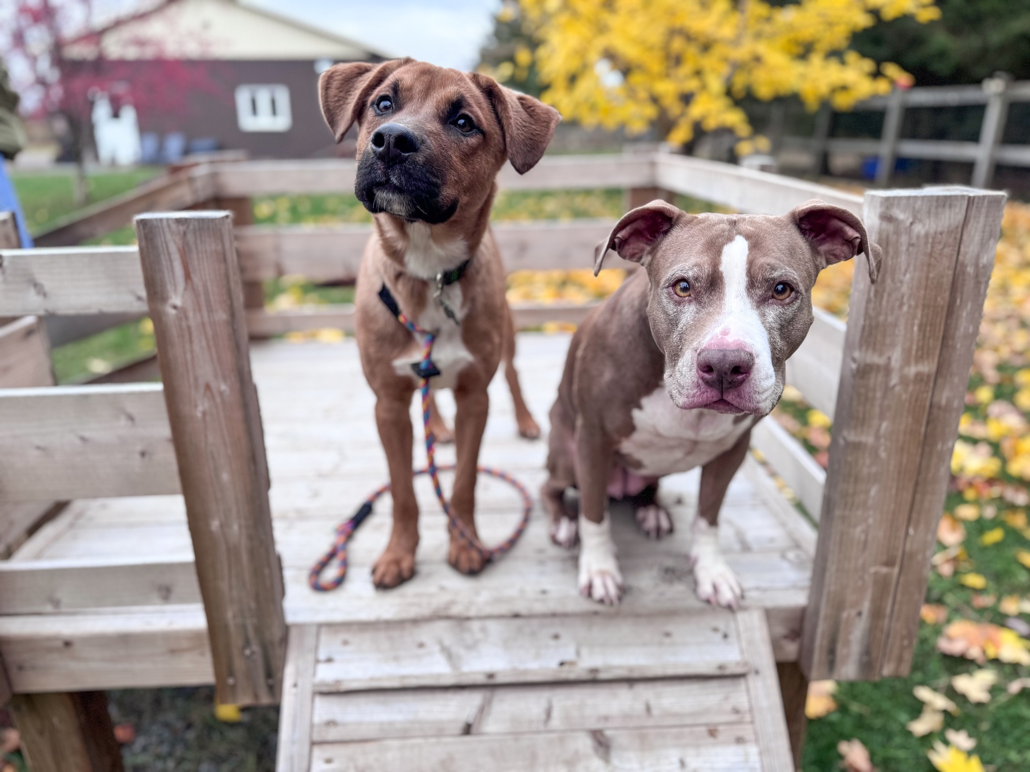 Chance's Rescue - 💙 𝗡𝗢𝗪 𝗔𝗖𝗖𝗘𝗣𝗧𝗜𝗡𝗚 𝗔𝗣𝗣𝗟𝗜𝗖𝗔𝗧𝗜𝗢𝗡𝗦 💙 Rusty... | Facebook