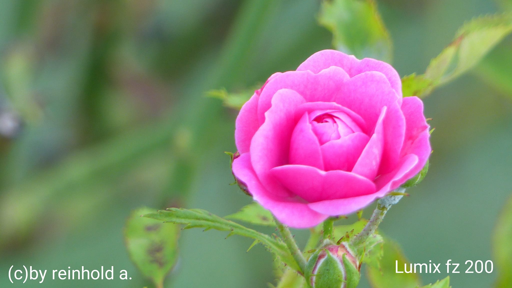 Pink Rose 05052026 Japan LUMIX GX8