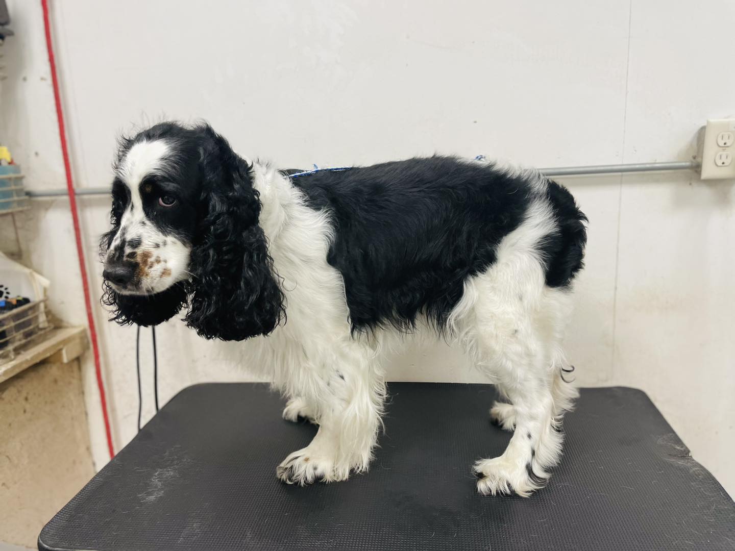 A springer cut... - Mutts & Cuts Doggy Daycare & Grooming LLC | Facebook