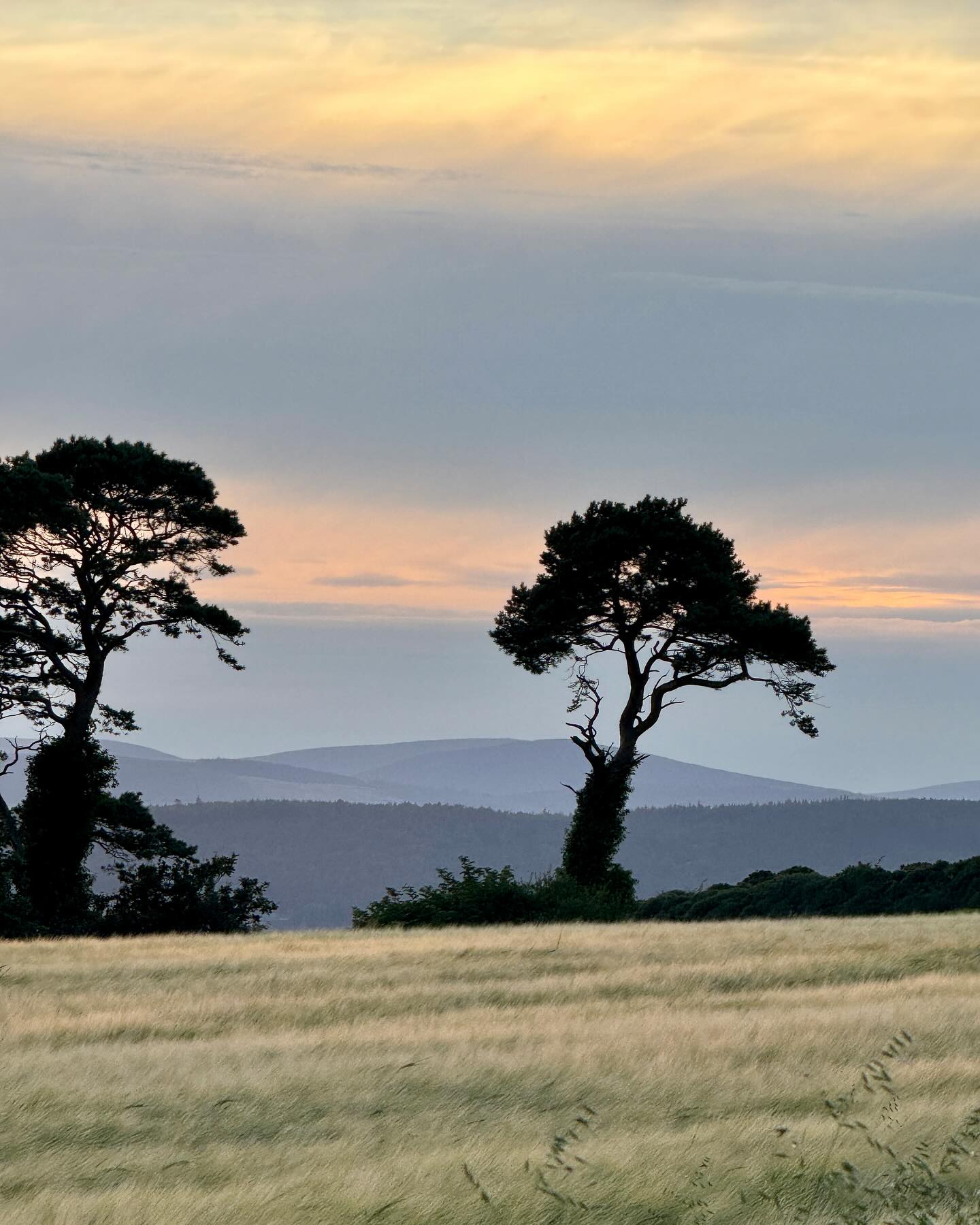 Wicklow Rapeseed Oil | Wicklow