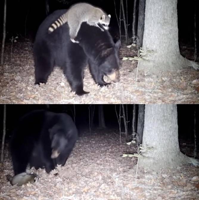 Tagharabot - Captan a un mapache montando a un oso como si fuera un ...