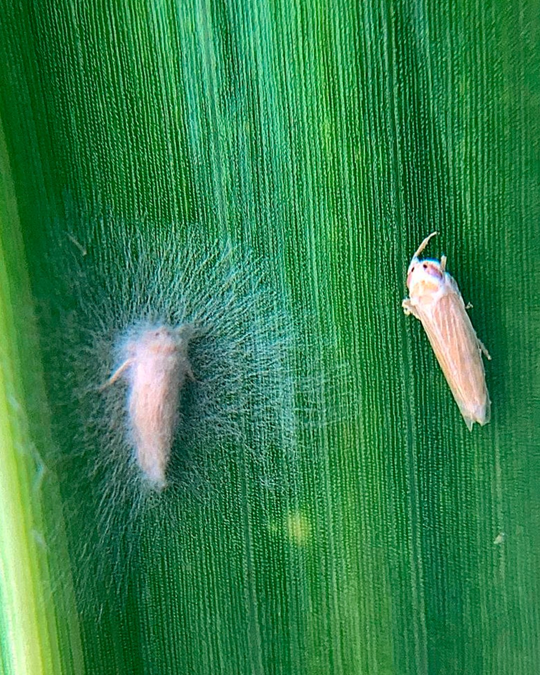 Koppert - Octane (𝘐𝘴𝘢𝘳𝘪𝘢 𝘧𝘶𝘮𝘰𝘴𝘰𝘳𝘰𝘴𝘦𝘢 1296) é o bioinseticida da Koppert ...