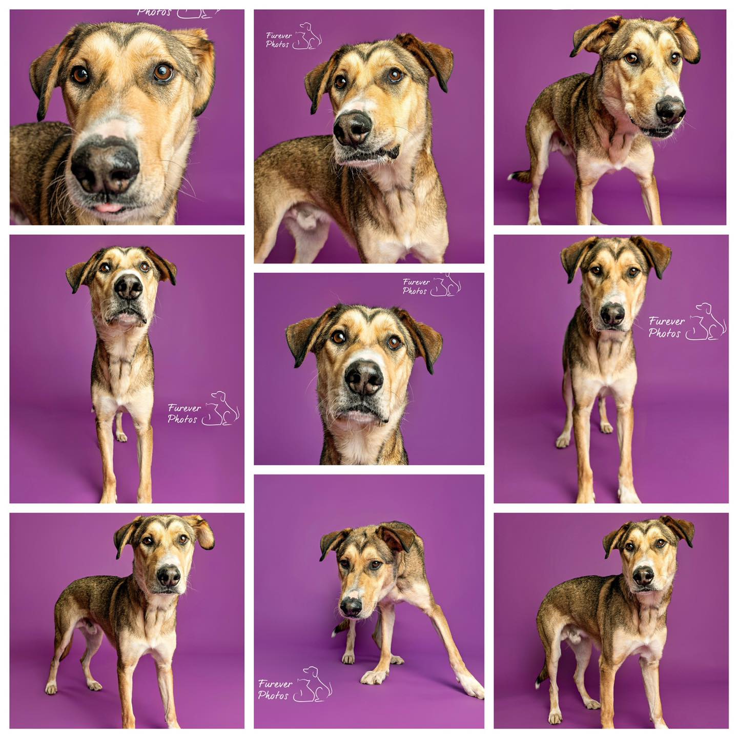 Greater - 🐾💥 Woof Wednesday Spotlight: Ricky! 💥🐾 Meet Ricky, a 70 lb ...