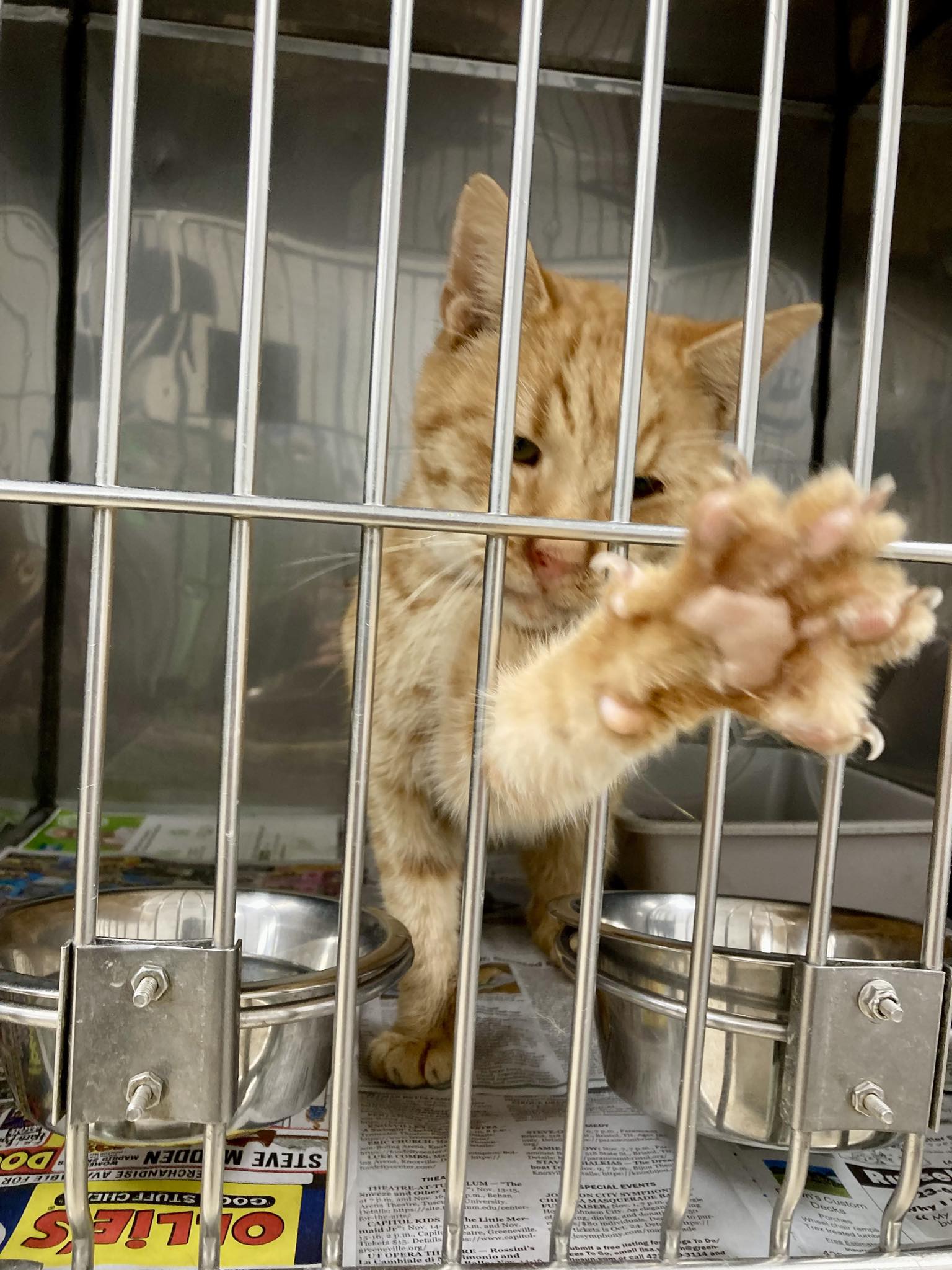 Lost orange tabby cat found in Greene County Tennessee