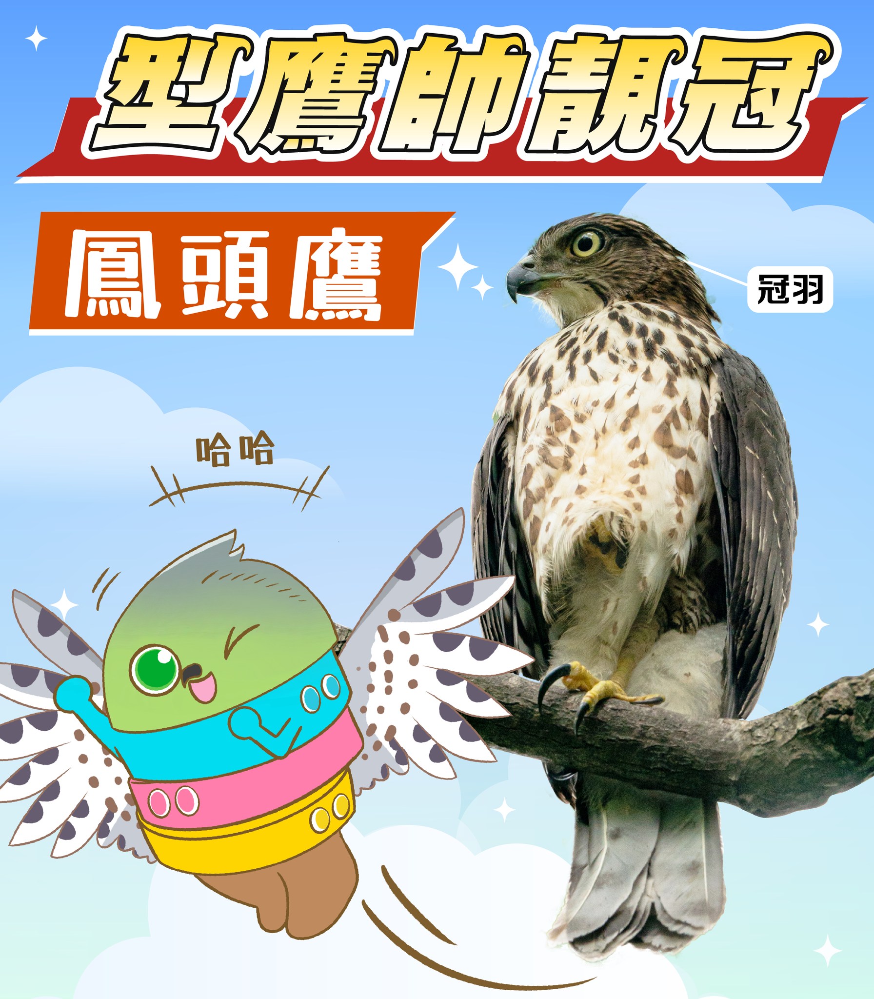 #生態萬花筒【型鷹帥靚冠．鳳頭鷹】... - B仔自然教室 Mr. B Nature Classroom | Facebook