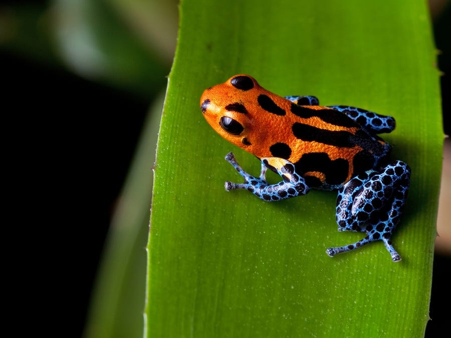 Poison dart frogs are known as the jewels of the rain forest and
