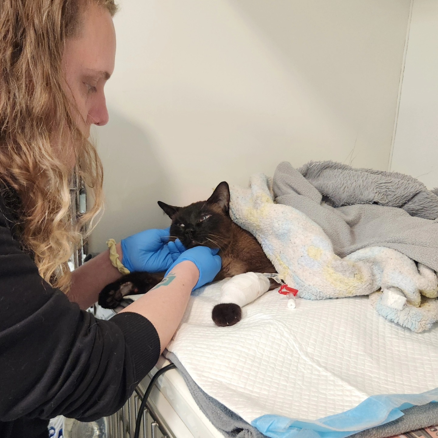 P... - Protected Paws Animal Rescue Registered charity 1202369