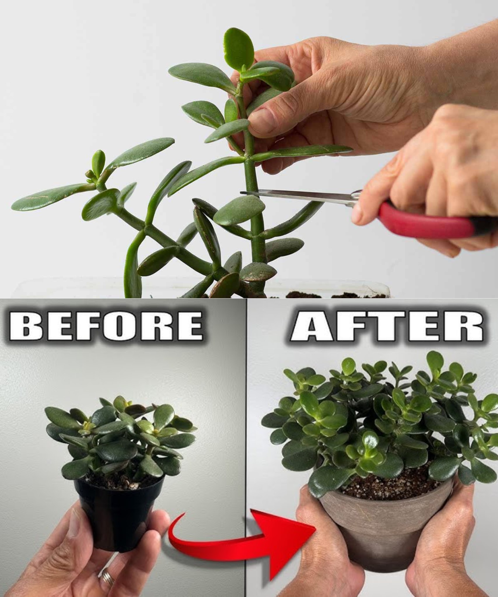 GreenThumb - 🌿🌱 Easy Care Guide for Jade Plant (Crassula ovata) 🌱🌿 1️⃣ ...