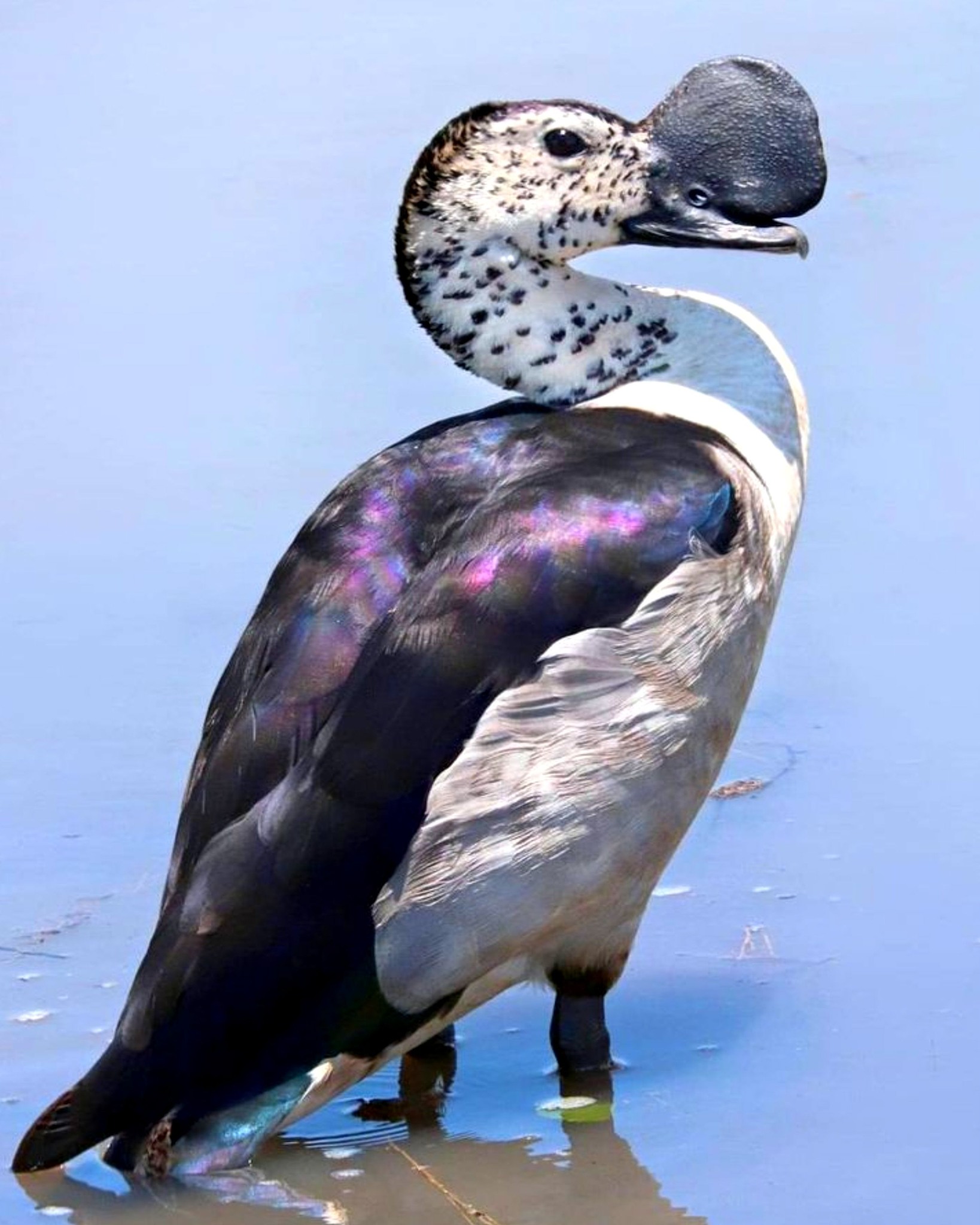 The bird in the image is the Knob-billed Duck (Sarkidiornis melanotos), a large and distinctive waterfowl recognized by the bold black knob on the male's bill. This comb-like structure becomes more prominent