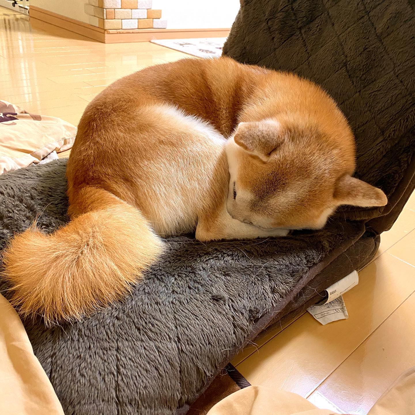 柴犬 わびすけ 飼い主がいない隙に座椅子占拠 顔が寒いのか ただ眠いのか 何か臭うのか 柴犬 しばいぬ 侘助 わびすけ Shiba Shiba Snap 柴犬侘助 柴犬わびすけ 日本犬 Dog Shibainu Shibastagram Shibadog Japanesedog しばすたぐらむ