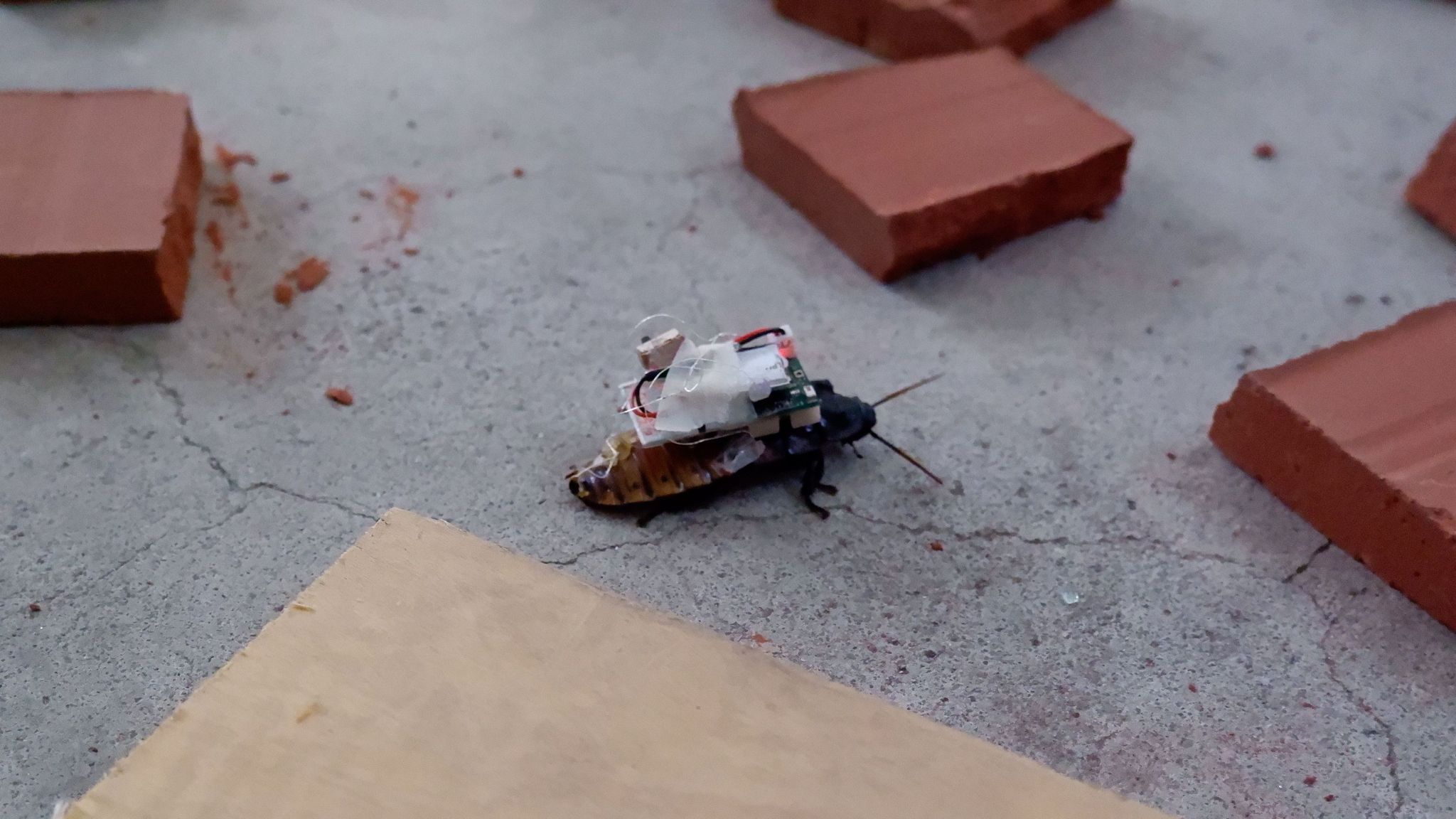 K Shanmugam Sc - [Cockroaches to save lives - with HTX]... | Facebook