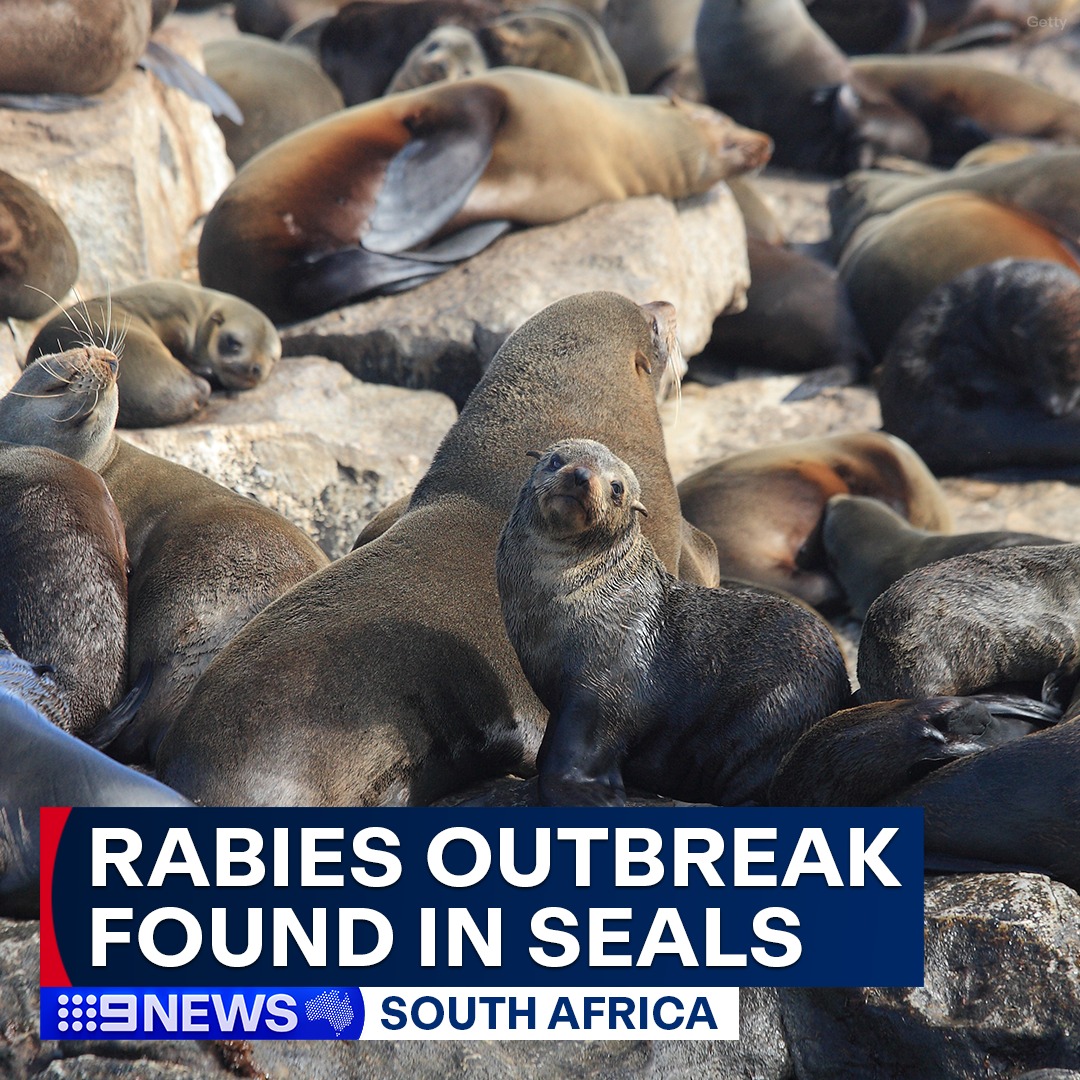 9 News - Scientists in South Africa have identified an outbreak of ...