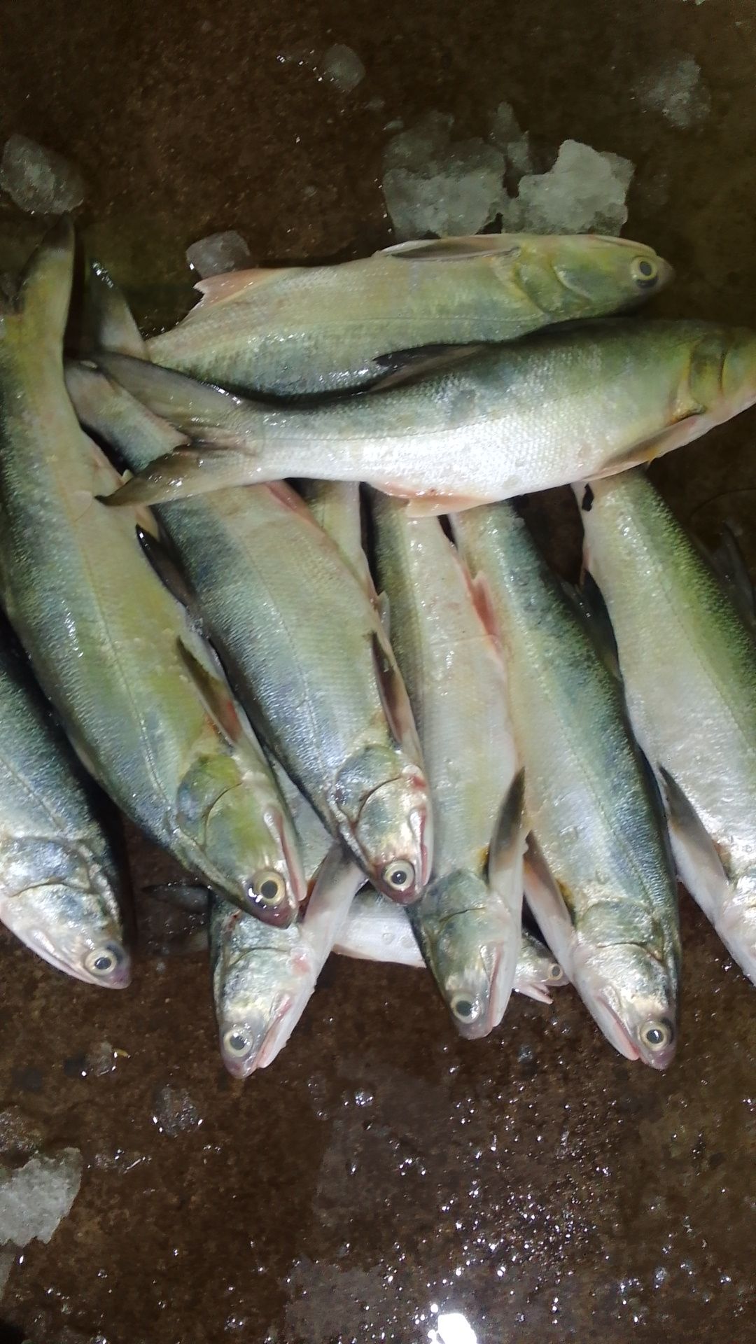 Verity Of Delicious Fish #indianfish #bengalimarket #machh #machhbazar ...