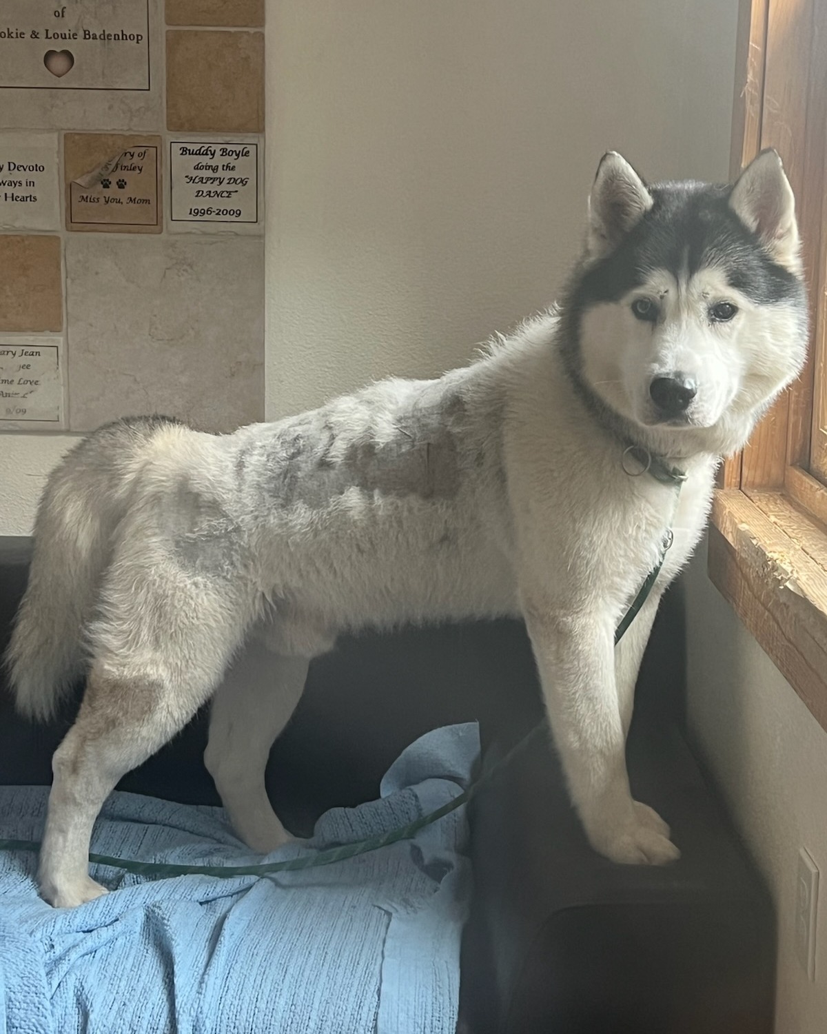 North - **UPDATE** He's back home! #reunited **FOUND DOG** This intact ...