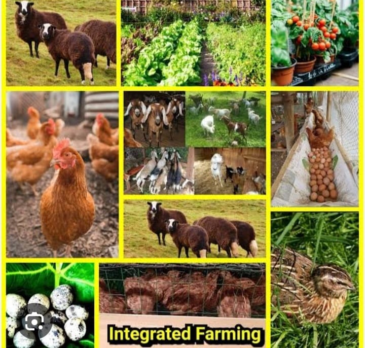 Integrated farming OFW , Farmers | PTPA | Facebook