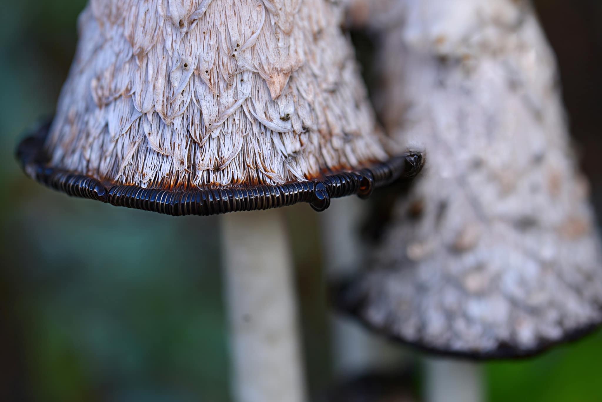 Inky cap mushroom