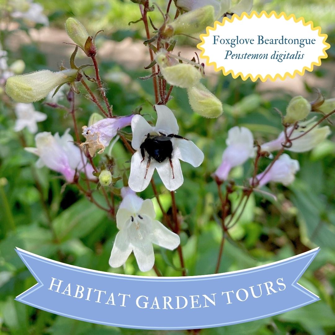 Deep Roots KC - Our May Habitat Garden Tour in Crestwood...