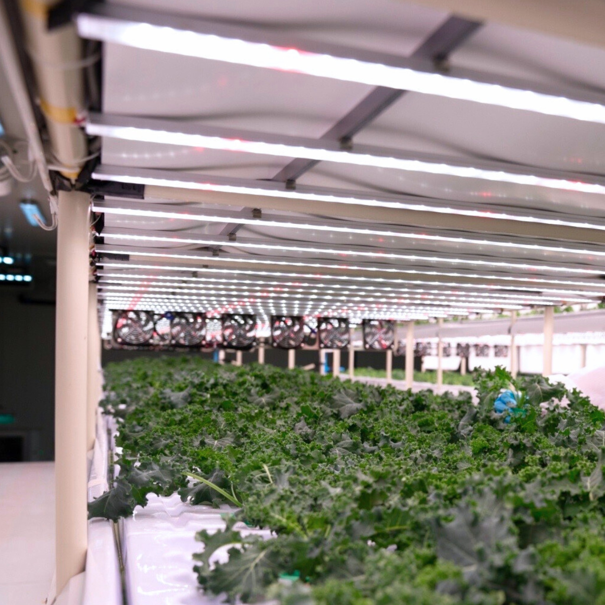 แอลอีดี ฟาร์ม... - LED Farm แอลอีดี ฟาร์ม | Facebook