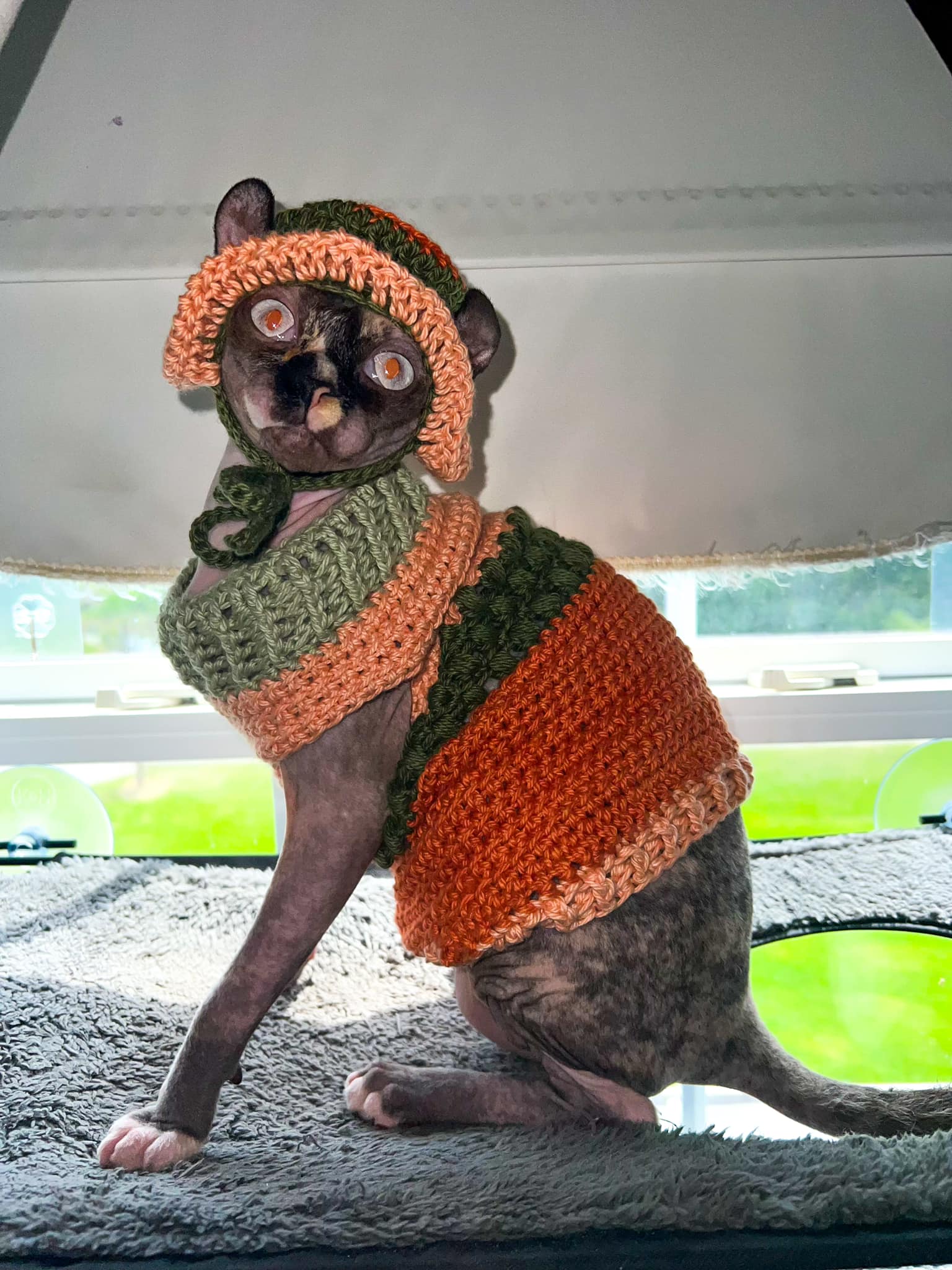 Skims Set and Sphynx Cat Outfit