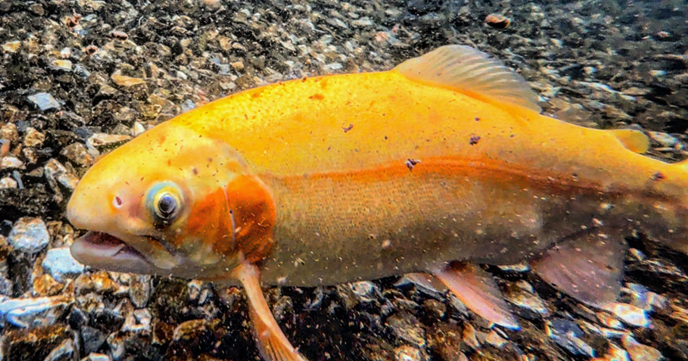 Donegal Fish & Conservation Association | Mount Joy PA