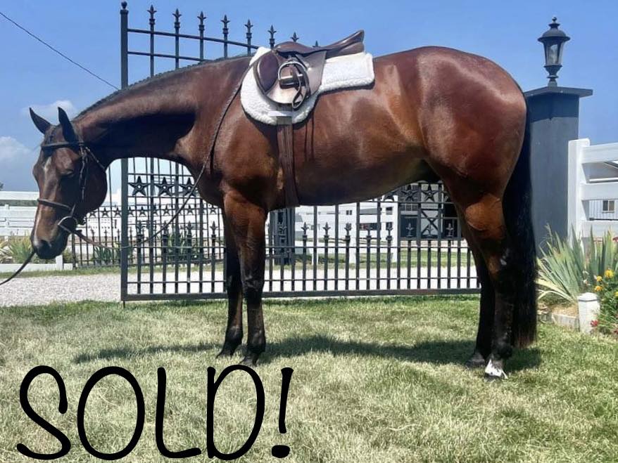 🎊🎊Congratulations to:... - Mark Harrell Equine Marketing | Facebook