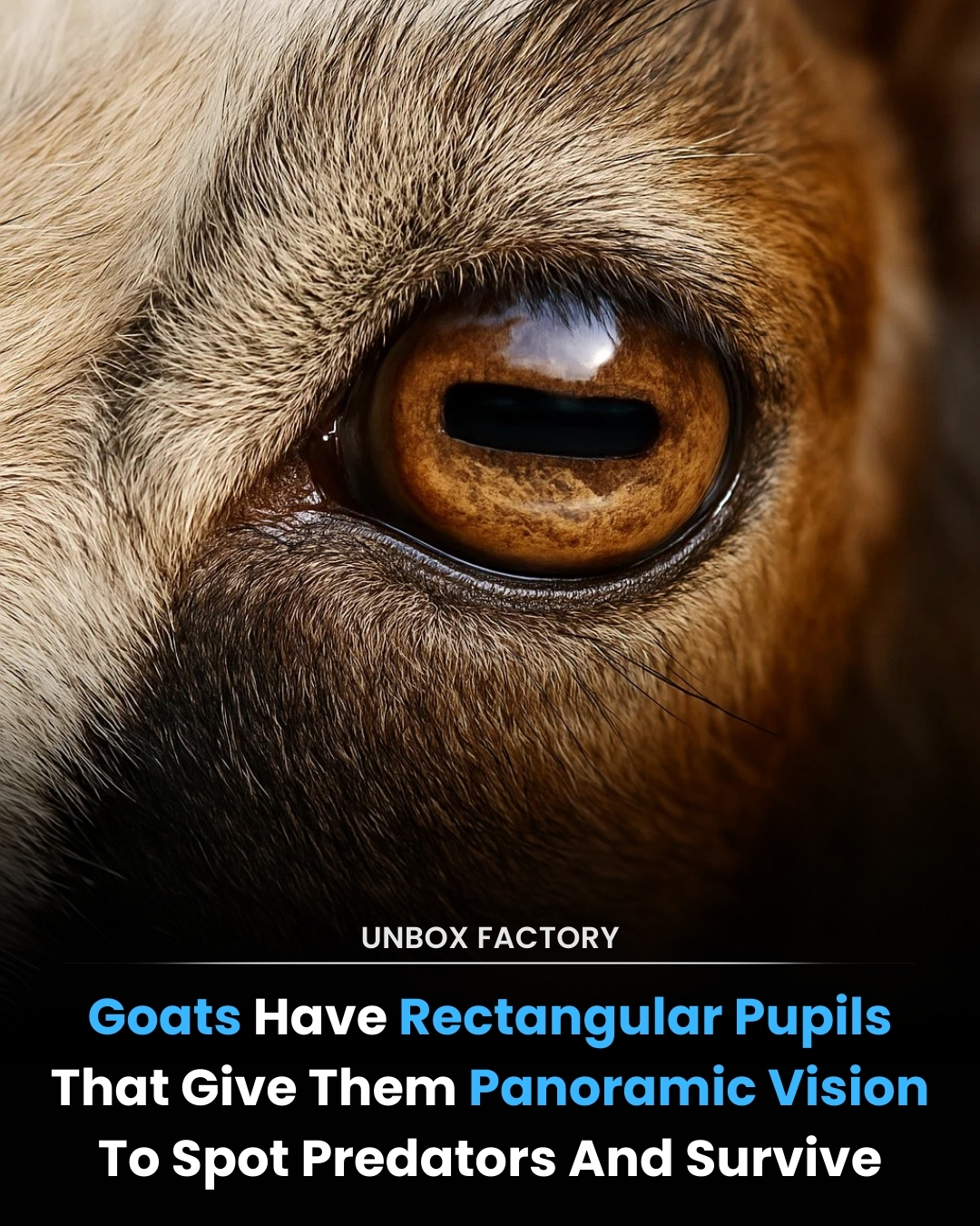 Unbox - Among the animal kingdom’s most fascinating adaptations are the ...