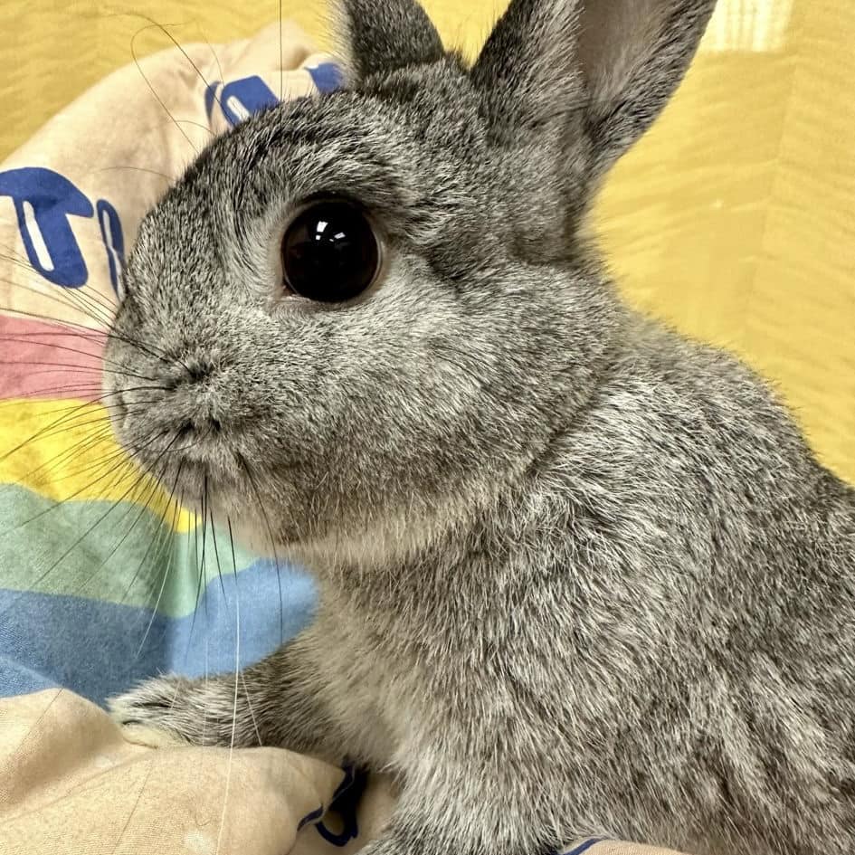 🐰兔子的秘密溝通方式，你知道嗎？🤫... - Moon Rabbit 穴兔小動物用品專門店