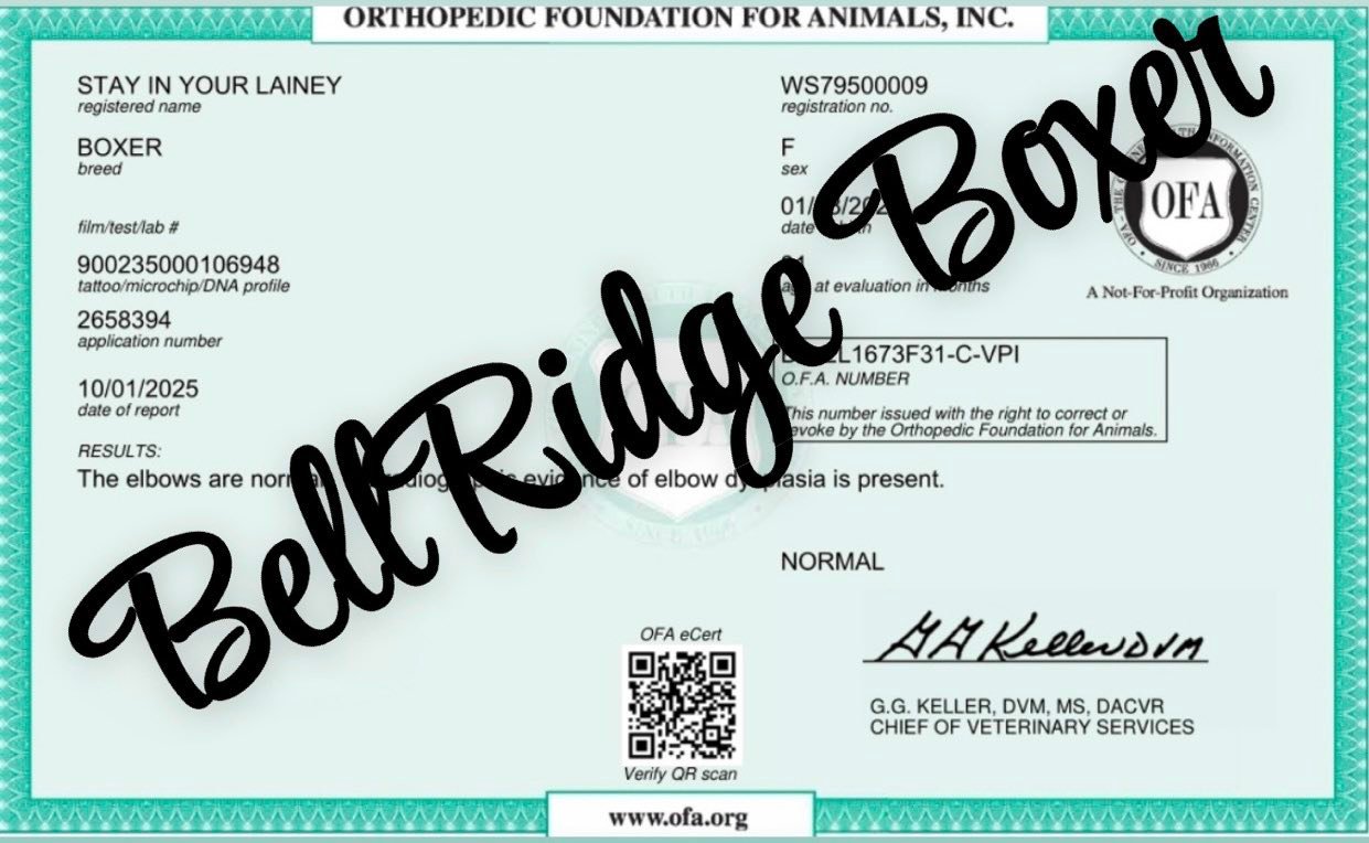 BellRidge Boxers added a new photo. - BellRidge Boxers